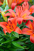 Lilium 'Matrix'