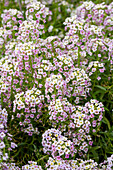 Lobularia maritima Bicolor Pink Stream