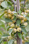 Malus x robusta Yellow Siberian