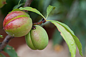 Nectarine Garden Beauty