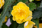 Begonia 'Non-Stop® Joy Yellow'