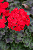 Pelargonium zonale Abelina