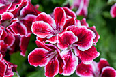 Pelargonium grandiflorum 'Aristo® Red Beauty'