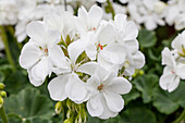 Pelargonium zonale 'PAC® Blanca'