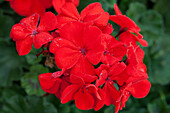 Pelargonium 'Julia