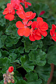 Pelargonium 'Juliane'