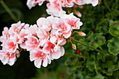 Pelargonium zonale Salmon Queen