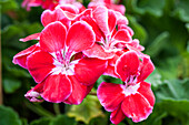 Pelargonium zonale 'Spanish Wine® Burgundy'