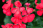 Pelargonium 'Summerpearls Cherry'