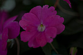 Pelargonium 'Sunpatiens Compact Hot Lilac'