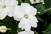 Impatiens neuguinea 'SunPatiens® Compact White