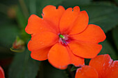 Petunia 'Vigorous orange