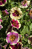 Petunia Chameltunia  'Lightpurple Yellow Circle'