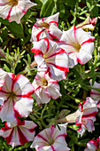 Petunia 'Crazytunia Cherry Cheescake'