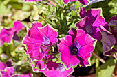 Petunia Crazytunia Kermit Purple