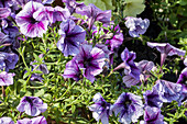 Petunia 'Purple vein Ray™'
