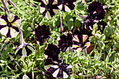 Petunia 'Littletunia Bicolor black'