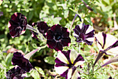 Petunia 'Littletunia Bicolor black' Petunia 'Littletunia Bicolor black