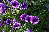 Petunia Littletunia Blue Vein