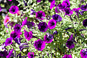 Petunia Littletunia Purple Blue