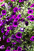 Petunia Littletunia Purple Blue