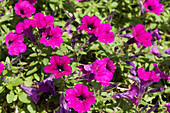 Petunia Tiny Pleasure 'Purple'