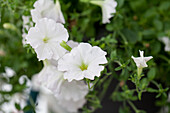 Petunia 'Succsess White' F1