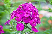 Phlox paniculata 'The King'