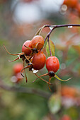 Rosa glauca