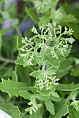 Sedum 'Thundercloud