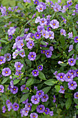 Solanum rantonnetii, blue