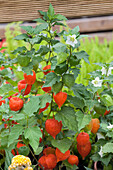 Physalis alkekengi var. franchetii