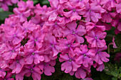 Verbena hybrid 'Vanessa Deep Pink