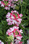 Verbena Vanessa Koi