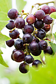 Vitis vinifera 'Magliasina'