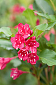 Weigela 'Red Prince