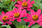 Zinnia haageana 'Profusion Cherry'