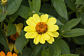 Zinnia marylandica 'Zahara XL Yellow'