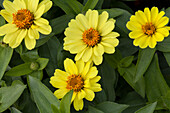 Zinnia 'Zahara XL Yellow'