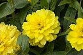Zinnia marylandica 'Zahara Double Yellow'