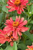 Zinnia marylandica 'Profusion Double Deep Salmon'