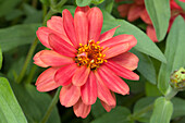 Zinnia marylandica 'Profusion Double Deep Salmon'