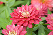 Zinnia marylandica 'Double Zahara'® Strawberry