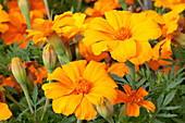 Tagetes patula 'Disco'