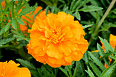 Tagetes patula 'Marigold-Durango Tangerine'
