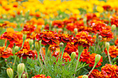 Tagetes patula 'Carmen'