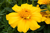 Tagetes patula 'Sunshine'