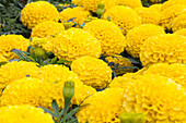 Tagetes erecta 'Taishan Yellow'