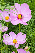 Cosmos bipinnatus