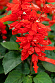 Salvia splendens 'Feuerzauber' (Fire magic)